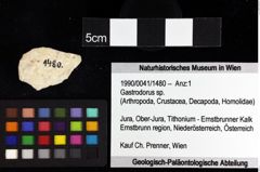 Foto (Objket + Etiketten) von Decapoda indet. 